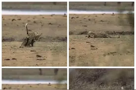 灵活的猎豹遇上凶猛的鳄鱼，谁才是王者？图片