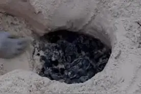 沙滩上男子套手套挖了一个沙坑，里面黑黢黢的物体让围观者惊呼！图片