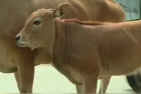 气愤！四个青壮年去偷十多个老人的牛图片