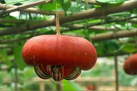 傻瓜是什么瓜？常用语的有趣来源图片