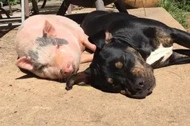 小猪被救回来以后一直跟狗混，还学会上床睡觉和偷开冰箱图片