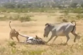 狮子捕杀小斑马，斑马妈妈不惧狮子拼命营救，最后结局却让人心痛图片