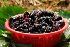 吐鲁番、托克逊采摘桑葚专线班车开通！赏美景吃桑葚走起~图片