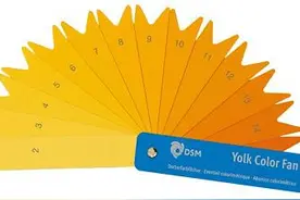 蛋黄颜色由什么决定？看看那些天然的、合法的还有非法的手段图片