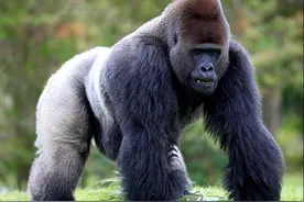 银背大猩猩遭遇非洲雄狮与西伯利亚虎，谁将是最后的胜者？图片