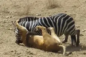 狮子撕咬斑马，眼看被咬颈而死，斑马竟放倒狮子狠踏，目测已残！图片