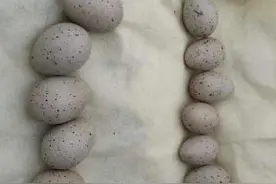 捡蛋、烧烤、挖野菜...乌鲁木齐白鸟湖“伤痕累累”图片