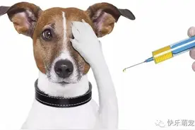 给狗狗接种疫苗的最佳时间和注意事项图片