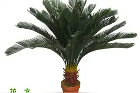 室内常见植物养护图片