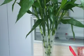 水养的富贵竹里放生锈的铁钉管用吗？有多少人不知道！图片