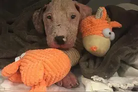 半岁的小狗就要忍受巨大痛苦折磨，有些人养宠物就是从来不管图片