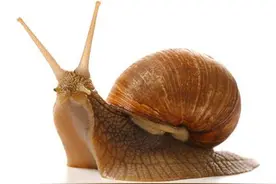 动物牙齿趣闻，快来围观吧！图片