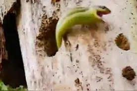 啄木鸟和蛇大战，蛇突然钻出树洞，啄木鸟竟不依不饶，没料到如此图片