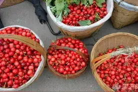 摘樱桃正当时！焦作及周边最新最全樱桃采摘地图都在这了！约起来图片