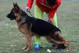 萨克松（小维嘎斯）、小托雷斯 山水秦唐犬舍图片