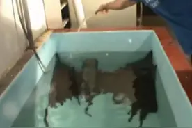 往将死鱼的鱼池里放了这东西，鱼群竟像疯了一样乱跳，太可怕了！图片