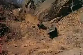 蜜獾竟遭小狮子驱赶，又被毒蛇连环暴击，蜜獾今天的表现毁三观！图片