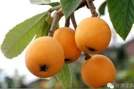 5月枇杷成熟时，江西最火爆的枇杷采摘地在哪？图片