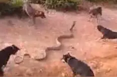 三米眼镜王蛇遭五狗连环暴击，蛇欲放毒，被五狗走位分食这么惨！图片