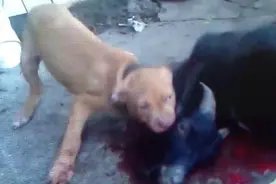 比特犬将山羊啃咬致死并咬食，画面血腥，让人无法直视！图片