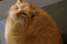 自从养了只橘猫，它就在胖子的路上越走越远...看完你还敢养吗图片