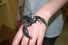 国家法律都禁止饲养！盘点七大恐怖而又危险的宠物。第一竟是..图片