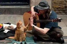 当一位流浪的音乐家遇到一只受伤的流浪猫咪之后图片