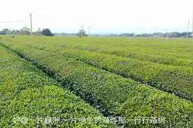 走进家乡的绿色茶园，感慨中华千年的茶文化，带给茶农美好生活！视频封面