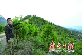 引导当地村民让桉树逐步退出市场 高岗打造千亩油茶基地图片