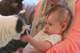 婴儿第一次接触猫咪，喵星人第一次见到婴儿，然后婴儿表情亮了！