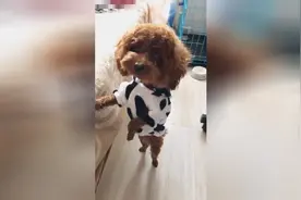 狗宝宝变成小奶牛了 小奶牛衣服教程来了