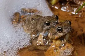 科学家发现“青蛙泡沫'可以用来治疗伤口图片