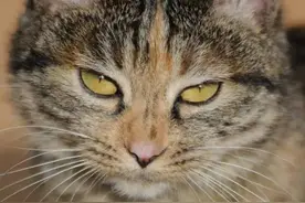 狸花猫：告诉你一个民族的才是世界的故事图片