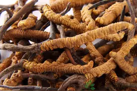 如何购买冬虫夏草图片