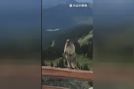 大家钟爱的土拨鼠表情包源头终于找到了视频封面