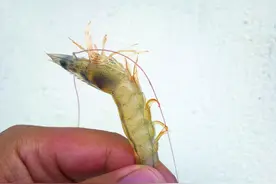 对虾黄腿病非小问题，不及时解决，易致南美白对虾出现大规模死亡图片