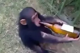 非洲年幼猩猩酗酒成性疑遭主人虐待 拿酒姿势与人类无异图片