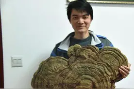 罕见巨型野生灵芝活了100年 吃了它不能长生不老图片