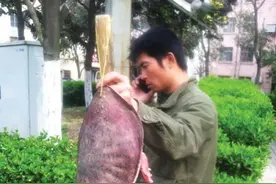 外地人在宿迁叫卖“野生”甲鱼 小伙伴们切勿上当图片