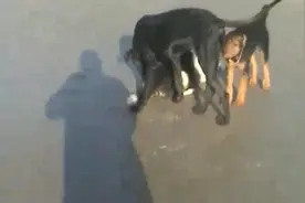 野外遇见几只流浪狗，非要跟着我回家，这是怎么回事视频封面