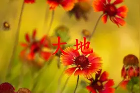 大地 好听极了 循环ing