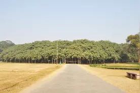 世界最大的树，一棵树就是一片森林，占地1.4万平方米3600个树干