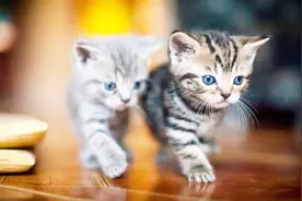 猫奴必看！盘点世界43个喵星人品种，有没有你家的？