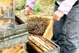 养蜂人不戴手套，蜜蜂为何不叮他？视频封面