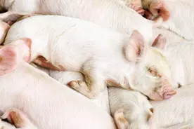 为什么猪喜欢睡懒觉？原因你们绝对想不到