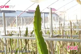 热带水果进沙漠 甘肃敦煌“南果北种视频封面