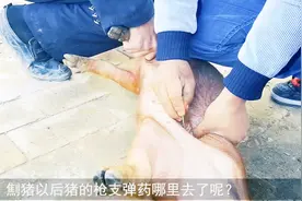 农村阉猪的3个原因、劁猪和华佗有关系