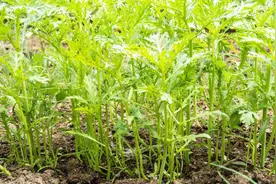 这种菜叶子长的像锯子，在古代是皇帝才能吃的，所以又叫它皇帝菜视频封面