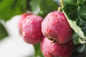 生山楂、焦山楂、炒山楂，同是山楂作用各不同！快来看这里的讲究