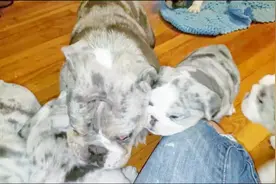 母狗会吃掉小奶狗的真正原因，今天终于知道了！好心疼